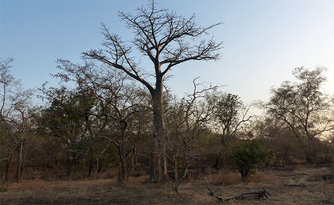 Pama: Attaque de la zone…