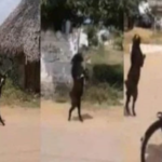 Inde : des villageois stupéfaits de voir une chèvre marcher sur ses deux pattes arrières