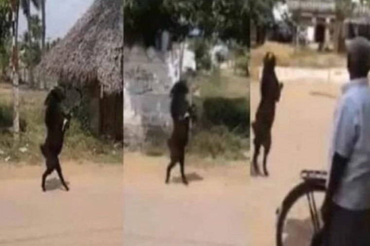 Inde : des villageois stupéfaits…