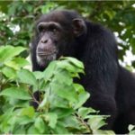 CÔTE D’IVOIRE (Sipilou) : Une femme tuée par un chimpanzé dans une forêt classée