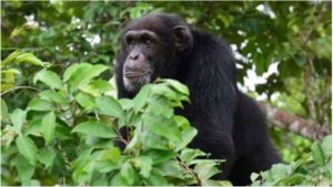CÔTE D’IVOIRE (Sipilou) : Une femme tuée par…