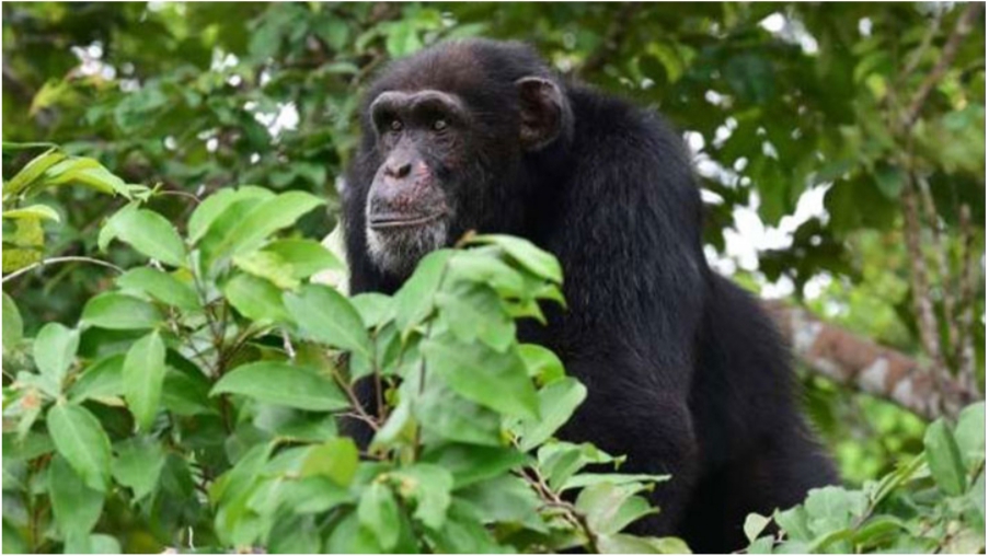CÔTE D’IVOIRE (Sipilou) : Une…