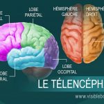 LES TESTICULES ET LE CERVEAU ONT DE NOMBREUX POINTS COMMUNS, SELON UNE ÉTUDE