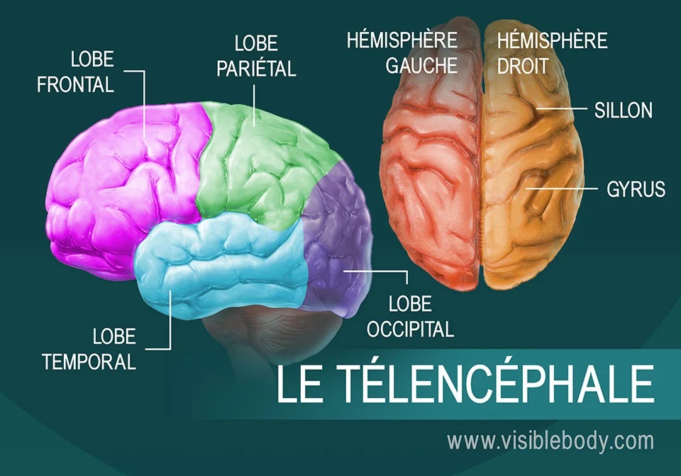 LES TESTICULES ET LE CERVEAU ONT DE NOMBREUX POINTS COMMUNS, SELON UNE ÉTUDE