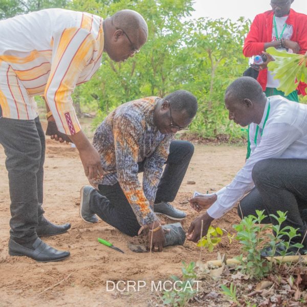 journée internationale de l'arbre